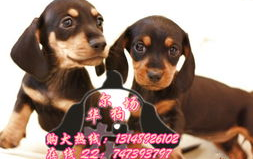 腊肠犬多少钱